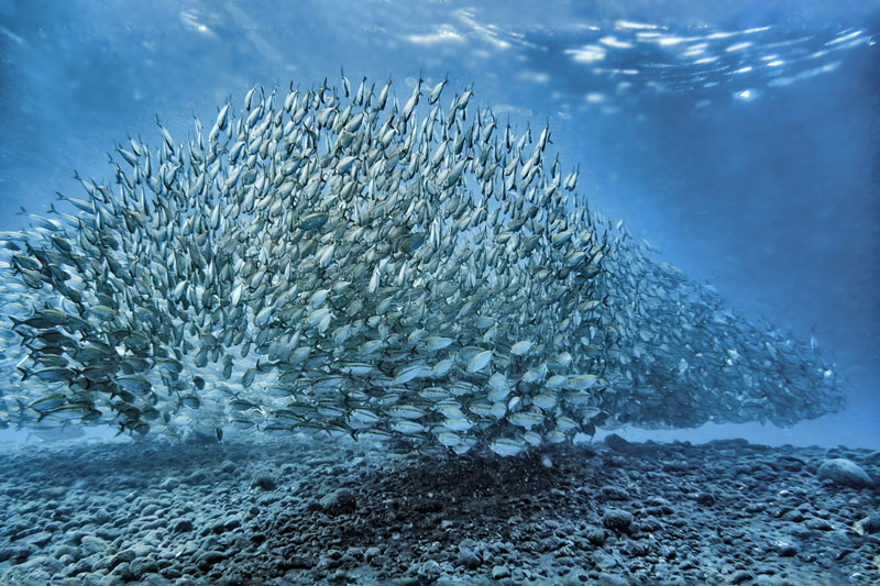 Agence référencement naturel WordPress, Banc de poisson océan